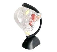 asdchZen Modelo Anatómico De Útero Transparente. Estructura Uterina Visible. Anatomía Uterina. Modelo del Sistema Reproductor Uterino Patológico Femenino para Formación Médica.