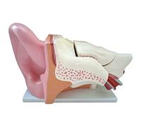 asdchZen Modelo Anatómico del Oído Interno Desmontable, Agrandado 5 Veces, con Estructura Interna, 5 Piezas Desmontables Y Base para Presentaciones.