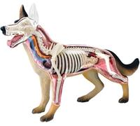 asdchZen Modelo De Anatomía Canina 4D con Biología Desmontable, Esqueleto Canino, 29 Piezas, Espécimen De Esqueleto Animal para Demostración De Enseñanza Animal Y Entrenamiento Veterinario.