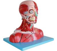 asdchZen Modelo De Anatomía Cerebral Humana, Modelo De Músculos De Cabeza Y Cuello, Diseccionado En 19 Partes, Desmontable, para Formación Académica De Estudiantes De Medicina.