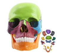 asdchZen Modelo De Anatomía De Cráneo Desmontable A Color 1:2. Incluye 15 Piezas Ensambladas, Mandíbula Móvil Y Estructura Ósea Precisa.