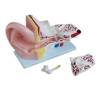 asdchZen Modelo De Anatomía del Oído Humano Desmontable, Agrandado 5 Veces, Modelo De Oído Interno con 3 Piezas Extraíbles E Ilustraciones.