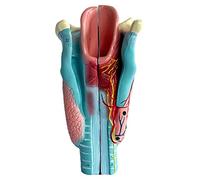 asdchZen Modelo De Aumento De La Anatomía del Corazón Humano con Textura Clara para Demostrar Su Estructura Y Función.