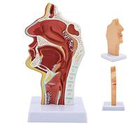 asdchZen Modelo De Cavidad Nasal Y Garganta, Modelo De Laringe A Tamaño Real con Características Patológicas, Textura Clara Y Base para Estudio E Investigación En Facultades De Medicina.