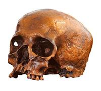 asdchZen Modelo De Cráneo Humano De Bronce - Réplica Decorativa De Cráneo Humano - Figura De Anatomía Humana, Decoración del Hogar Y Artesanía Vintage para La Oficina