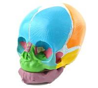 asdchZen Modelo De Cráneo Neonatal - Modelo De Cráneo Infantil Humano - Cráneo Infantil De Medicina Humana - Modelo De Formación para Ginecología Y Obstetricia (Carne, 12 Cm)