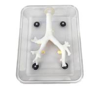 asdchZen Modelo De Entrenamiento De Broncoscopia - Modelo De Entrenamiento Bronquial De Fibra Óptica - para Prácticas De Enfermería Y Estudiantes De Medicina, Blanco, 15 Cm