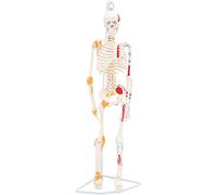 asdchZen Modelo De Esqueleto Humano De 85 Cm con Músculos Y Ligamentos Coloreados. Modelo Anatómico Óseo De Cuerpo Completo. Modelo De Enseñanza Médica. para Educación Médica.