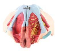 asdchZen Modelo De Esqueleto Pélvico Femenino, Modelo De Anatomía Médica Científica, Piezas Extraíbles, Modelo De Perineo, Tamaño Natural con Músculos del Suelo Pélvico Coloreados.