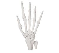 asdchZen Modelo De Mano De Esqueleto Humano - Modelo Magnético De Hueso De La Mano - para Demostración Médica, Estudio Y Educación, Blanco, 15 Cm