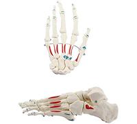 asdchZen Modelo De Mano Y Pie A Tamaño Real 1:1, Punto Inicial Y Final De Los Músculos, Ayuda Educativa Médica para La Formación.