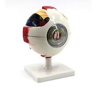 asdchZen Modelo De Ojo para Enseñar Anatomía A Niños, Agrandado 6 Veces, con 7 Piezas Desmontables Y Patrón De Venas para Presentaciones Y Demostraciones.