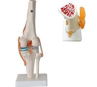 asdchZen Modelo De Rodilla Humana - Modelo De Ligamento De Rodilla - Natural Grande - con Base - Investigación En Educación Médica