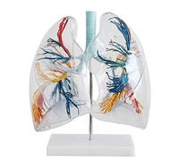asdchZen Modelo De Segmento Pulmonar, Modelo De Segmento Pulmonar Transparente, Modelo De Pulmón, Cirugía Torácica, Modelo Anatómico del Árbol Bronquial Pulmonar Humano