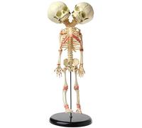 asdchZen Modelo Esquelético De Bebé De Dos Cabezas, 37 Cm, Esqueleto De Cráneo Humano De Doble Cabeza, Anatomía Cerebral De Bebé, Modelo Anatómico, Estudio De Exhibición Educativa.