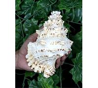 ASHIRWAD Concha de rana (Manduk Shankh) soplando Shankh Vamavarti Dattatreya, concha de caracola, para ritual Puja, Shankhnaad para decoración del hogar (concha de rana pequeña)