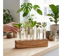 Asixxsix Estación de Propagación de Lant, Terrario de Plantas con Soporte de Madera, 6 Jarrones de Tubos de Ensayo de Vidrio, Tubos de Propagación de Plantas, Macetas para Hidroponía, (con Cepillo)
