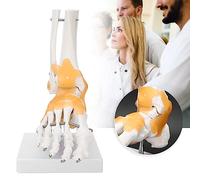 Asixxsix Modelo Anatómico de Articulación del Pie de Ligamento Flexible de Tamaño - Nuevo Material de PVC - 24 X 12 X 20 Cm para la Enseñanza de Conocimientos sobre Salud Física