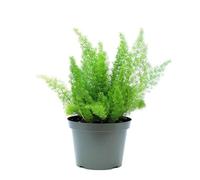 Asparagus Sprengeri Natural Planta Decorativa de Origen Africano