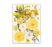 Assorted Dried Floral Arrangement Set Craft Enthusiasts Sustainable Homes Decors Upgrades Pressed Flower Art Supplies Natural Homes Decors Dried Flower