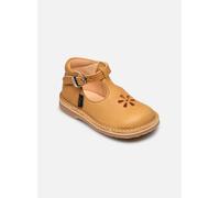 Aster Bimbo-2 19 Amarillo