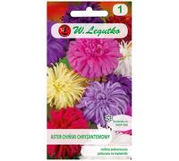 Aster chino crisantemo mezcla