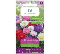 Aster chino enano, mezcla