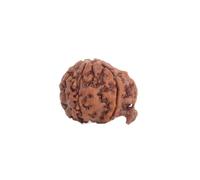Astrotalk Ganesh Mukhi Rudraksha | Elimine los obstáculos y desbloquee el éxito | Sabiduría, protección y confianza | Perla sagrada rudraksha para hombre y mujer, talla XS, madera, sin piedra