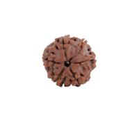Astrotalk Nepal Origin 6 Mukhi Rudraksha | Aumenta la concentración y la confianza en uno mismo | Claridad mental, fuerza de voluntad y éxito | Abalorio sagrado Rudraksha para mujeres y hombres