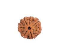 Astrotalk Nepal Origin 7 Mukhi Rudraksha | Atrae riqueza y prosperidad | Estabilidad financiera, paz y crecimiento espiritual | Cuenta sagrada Rudraksha para mujeres y hombres, XS, Madera, Sin piedra