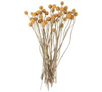 Asyduey 40 Piezas Flores Secas de Craspedia Flores Secas de Bolas de BotóN de, Ramo de Flores Secas para Arreglos Boda DecoracióN del Hogar