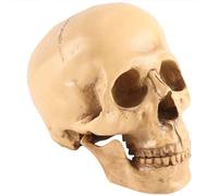 Asyduey Modelo 1: 1 Resina CráNeo Humano AnatomíA EnseñAnza DecoracióN Amarillo