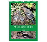 At the dawn of life the secret life of passerines (Wall Calendar 2026 DIN A3 portrait), CALVENDO 12 Month Wall Calendar: The secret life of our country birds