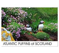 ATLANTIC PUFFINS OF SCOTLAND (Wall Calendar 2026 DIN A3 landscape), CALVENDO 12 Month Wall Calendar: Puffins Calendar