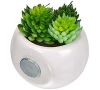 Atmosphera 83204 Mini Plantas Decorativas con Iman, 6 cm, color y modelo aleatorios