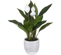 ATMOSPHERA CREATEUR D'INTERIEUR Planta Lirio de la Paz Cim H54 Multicolor