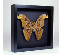 Attacus Atlas - La Mariposa Atlas - Real Mariposa Taxidermia montado bajo Vidrio en Marco de Madera Negro Elegante Hecho a Mano