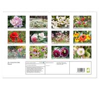 Au royaume des fleurs (Calendrier mural haut de gamme 2027 DIN A2 vertical), CALVENDO calendrier mensuel