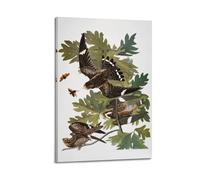 Audubon Nighthawk - por John James Audubon Pintura Arte Pósteres Decorativos Lienzo Arte de Pared Salas Dormitorio 12 x 18 pulgadas (30 x 45 cm)
