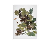 Audubon Nighthawk - por John James Audubon - Póster artístico para pared, dormitorio, decoración del hogar, lienzo para colgar, 30 x 45 cm
