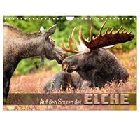 Auf den Spuren der Elche (Wandkalender 2026 DIN A4 quer), CALVENDO Monatskalender: Beeindruckende Bilder wildlebender Elche verschiedener Territorien