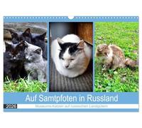 Auf Samtpfoten in Russland - Museums-Katzen auf russischen Landgütern (Wandkalender 2026 DIN A3 quer), CALVENDO Monatskalender: Katzen auf den ehemaligen Landgütern russischer Dichter