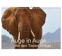 Auge in Auge mit den Tieren Afrikas (Wandkalender 2026 DIN A4 quer), CALVENDO Monatskalender: Große und kleine Tiere Afrikas ganz nah