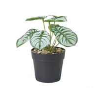 AugustknowU Planta de bonsái artificial con follaje detallado e integridad para exhibición interior en el escritorio del estante y la mesa auxiliar (A)