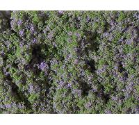 Auhagen 76931 Alfombra De Flores Moradas