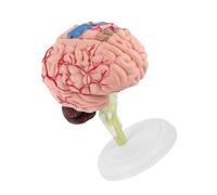 AUNMAS Modelo de Cerebro Humano Desmontable, Plástico, Herramienta de Enseñanza Médica con Base de Colores para Aprendizaje