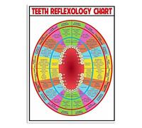 AUOQKQUT Dental Health Poster - Friendly Illustrated Guide to Baby & Adult Teeth | Colorful Educational Metal Sign for Pediatric Dentist Office or Bedroom Framed,16x24inch(40x60cm)