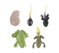 Ausi 1 juego de figuras de ciclo de vida animal, modelo educativo de anfibios de plástico para el aprendizaje de biología y herramientas científicas.