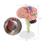 Ausla Modelo de Cerebro Humano, Plástico Liviano, Modelo Anatómico Desmontado con Base de Visualización para Estudio de Neurología y Educación del Paciente