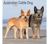 Australian Cattle Dog Calendar 2026 Square Dog Breed Wall Calendar - 16 Month